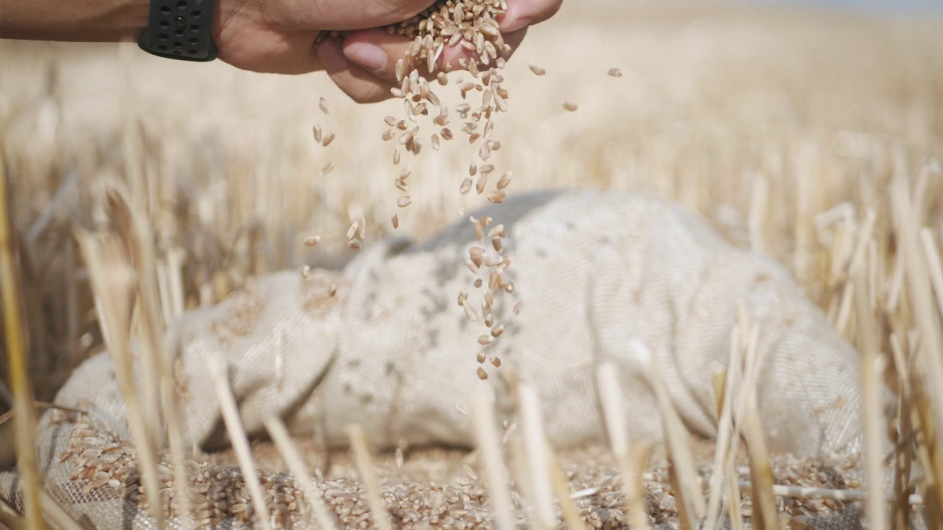 Hands Of Farmer Touching Sifting Wheat Stock Footage SBV-338614446 ...