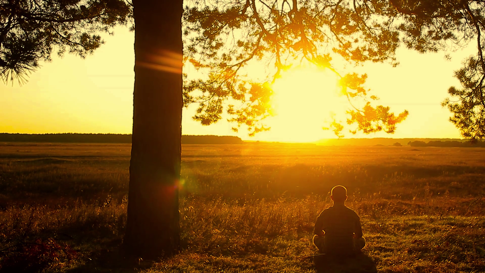 Man Meditating Under Tree In Nature - Stock Footage SBV-317595084 ...