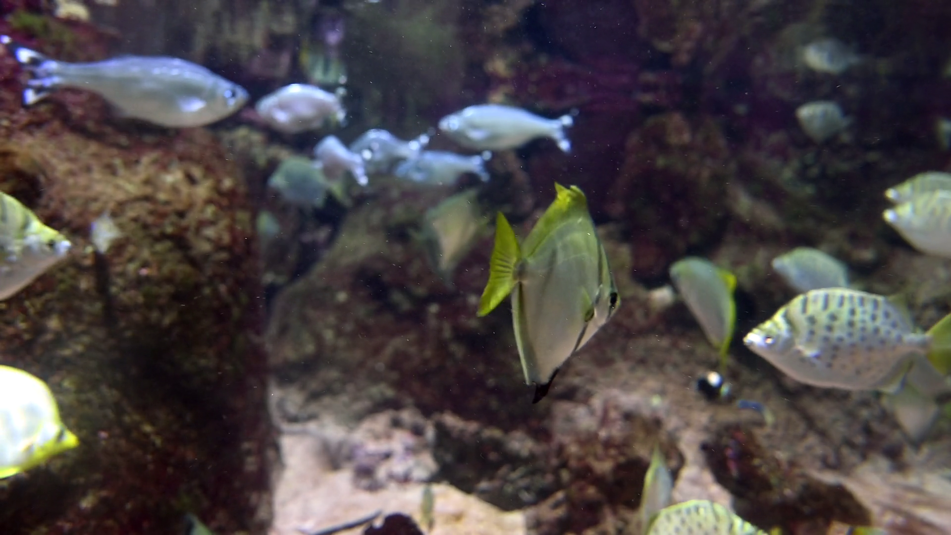 Large Group Of Fish Swimming In Aquarium Stock Footage SBV-351979617 ...
