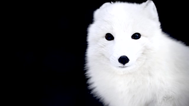 Polar Fox Stock Footage: Royalty-Free Video Clips - Storyblocks