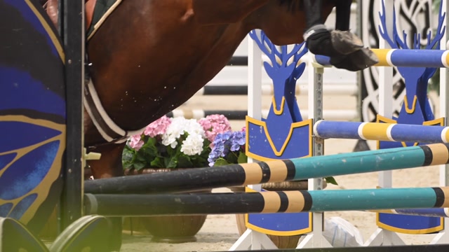 Racing Deer Stock Footage: Royalty-Free Video Clips - Storyblocks