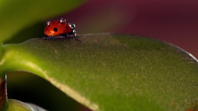 Ladybug Leaf Stock Footage: Royalty-Free Video Clips - Storyblocks