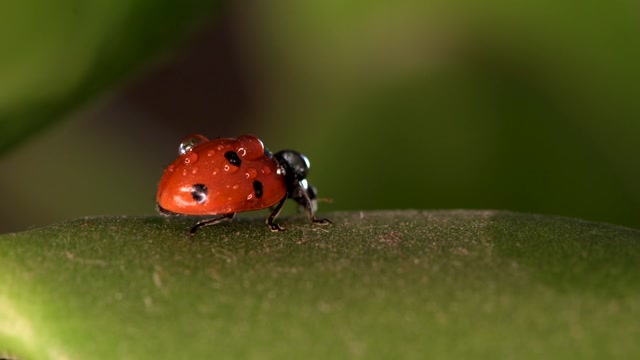 Bug Activity Stock Footage: Royalty-Free Video Clips - Storyblocks