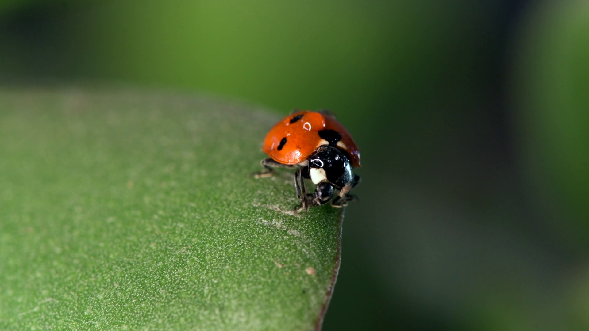 Small Red Ladybug Explores Green With Dew Stock Footage SBV-351981915 ...