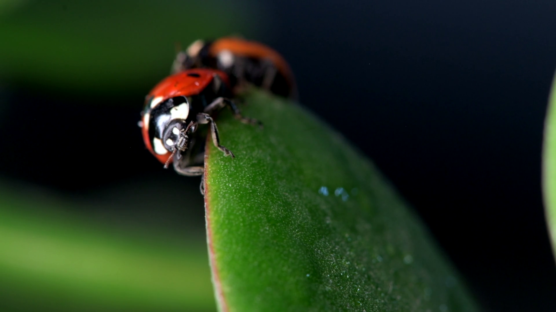 Discover Small Red Ladybug On Green Leaf Stock Footage SBV-351982323 ...