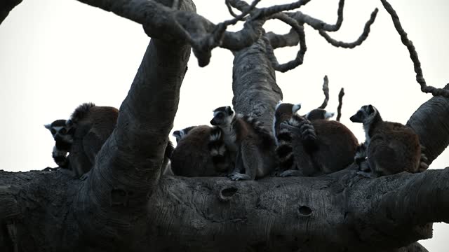 Tree Interaction Stock Footage: Royalty-Free Video Clips - Storyblocks
