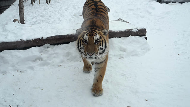 Snow Tiger Stock Footage: Royalty-Free Video Clips - Storyblocks