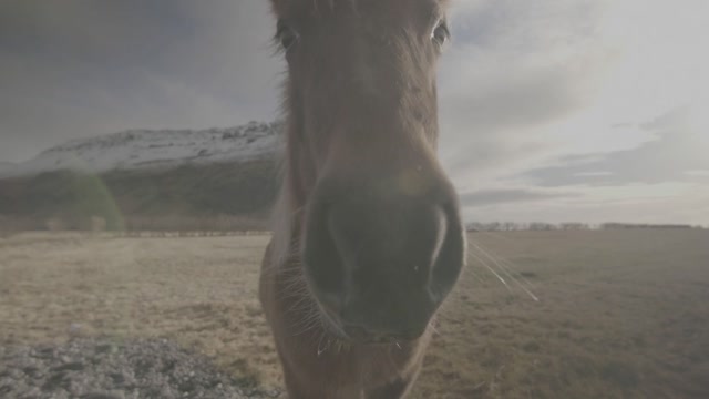Log Stock Footage: Royalty-Free Video Clips - Storyblocks