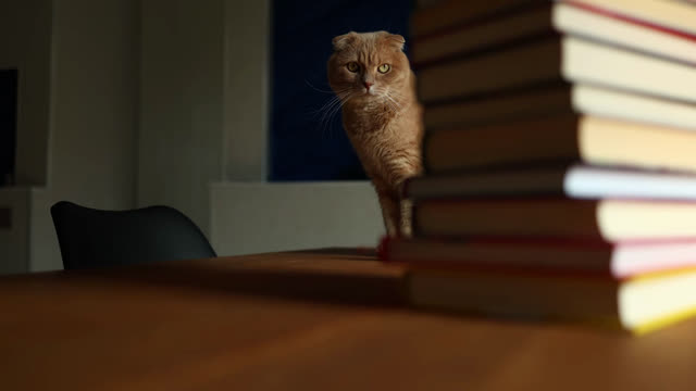 Cat Exploration Stock Footage: Royalty-Free Video Clips - Storyblocks