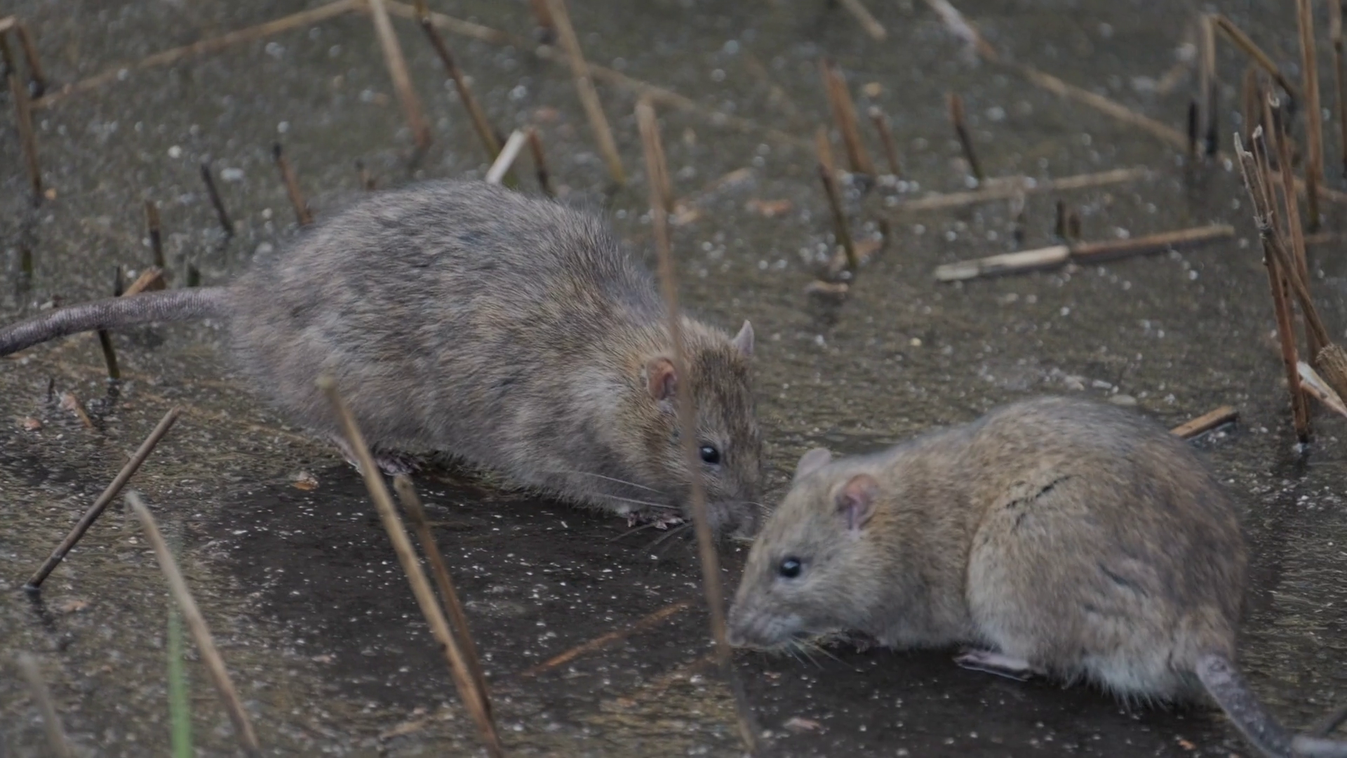 Rats On Top Of Frozen Water During Winter Stock Footage SBV-351904658 ...