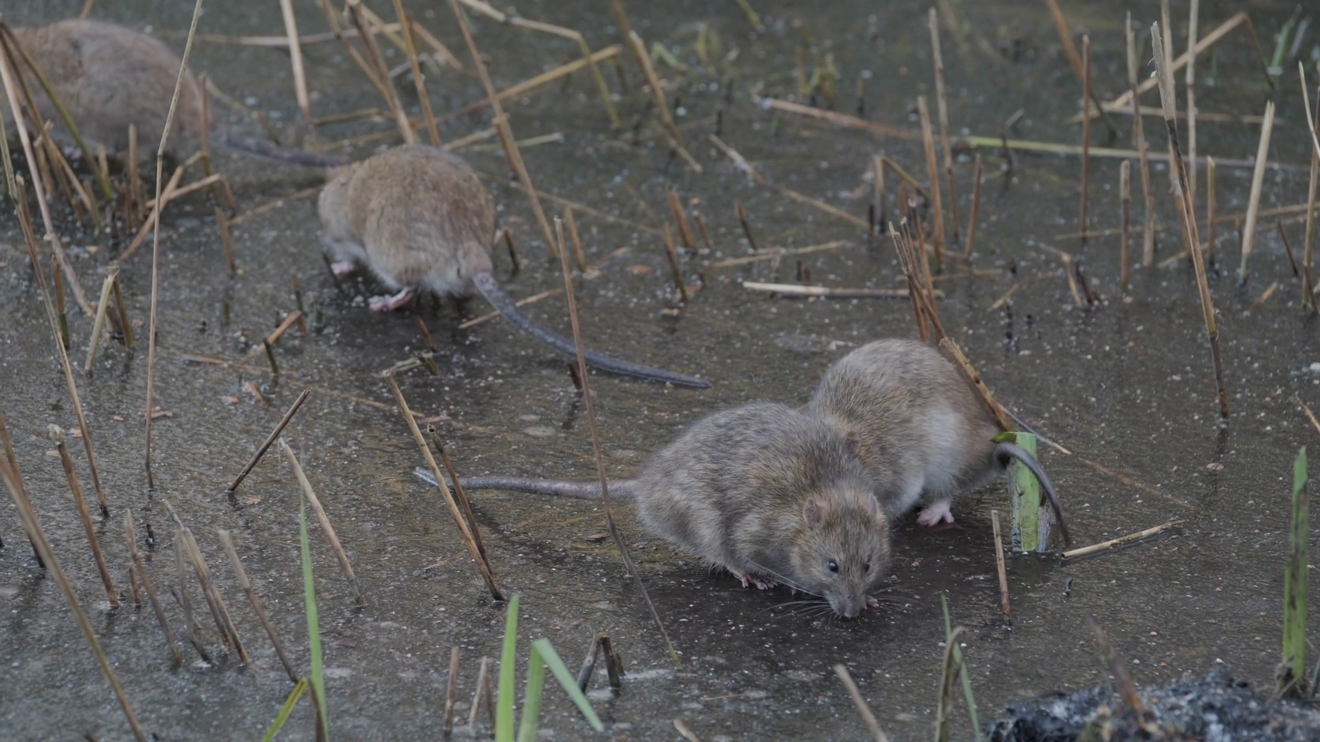 Rats On Top Of Frozen Water During Winter Stock Footage SBV-351904733 ...