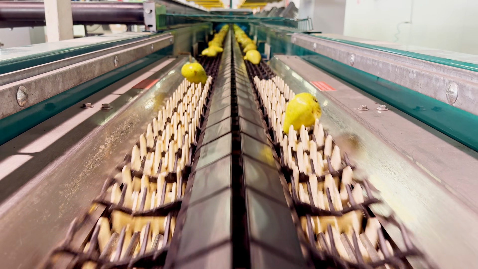 Williams Pears Moving On Conveyor Belt Stock Footage SBV-353966429 ...