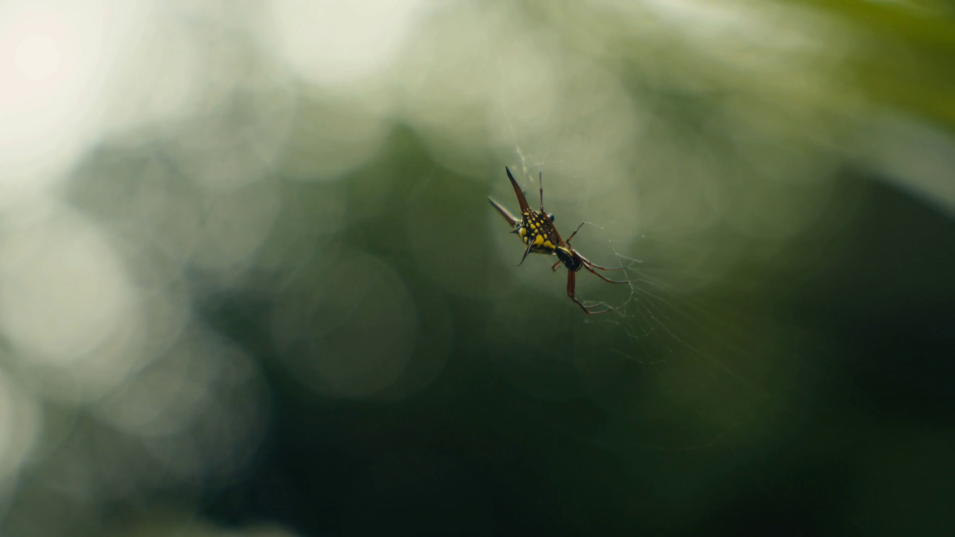 Tropical Insects In Rainforest Jungle Of Stock Footage SBV-352097413 ...