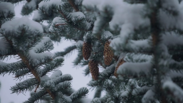 Falling Pine Cones Stock Footage: Royalty-Free Video Clips - Storyblocks