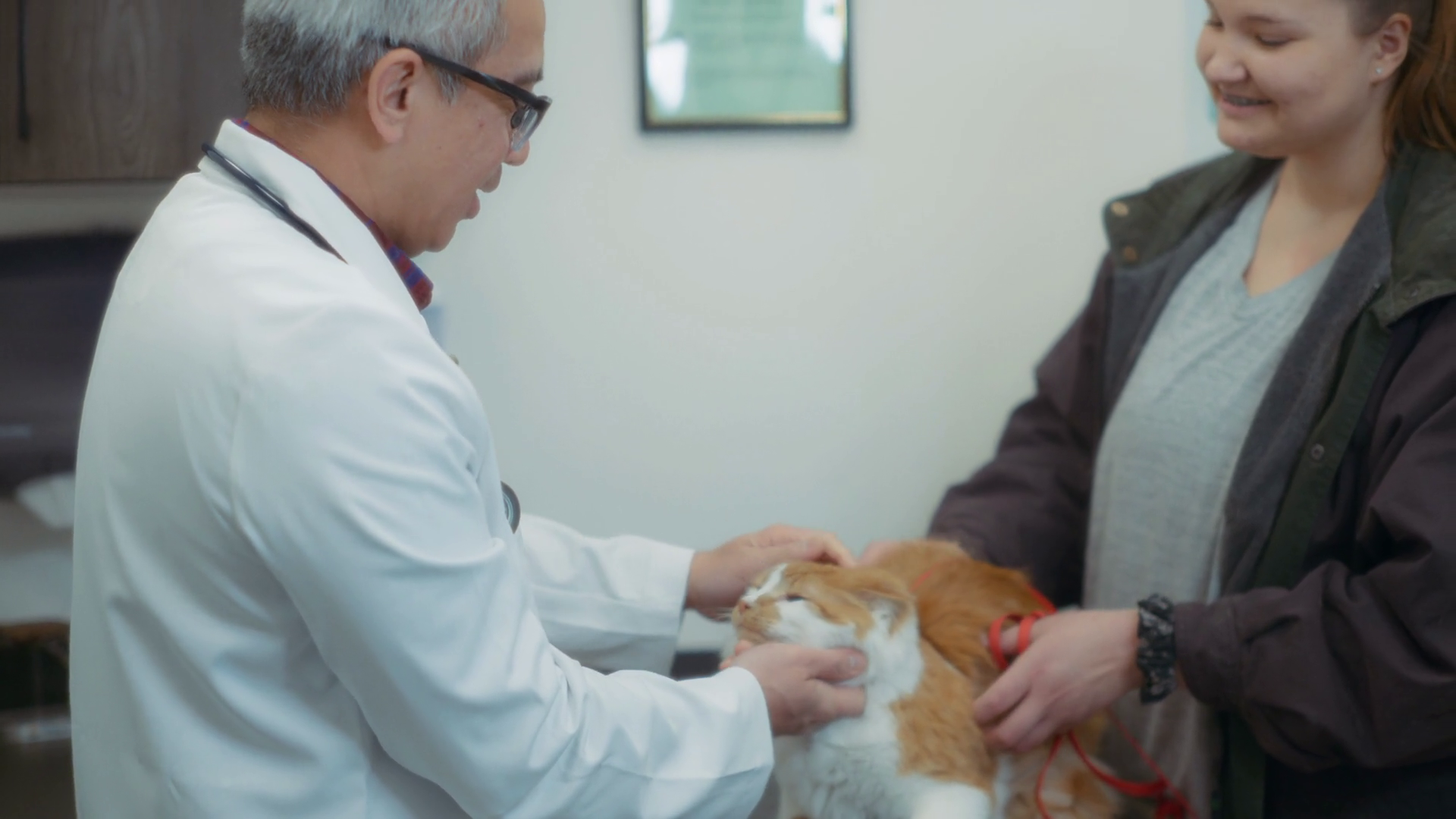 Ginger Cat Owner During Vet Inspection At Stock Footage SBV-348469507 ...