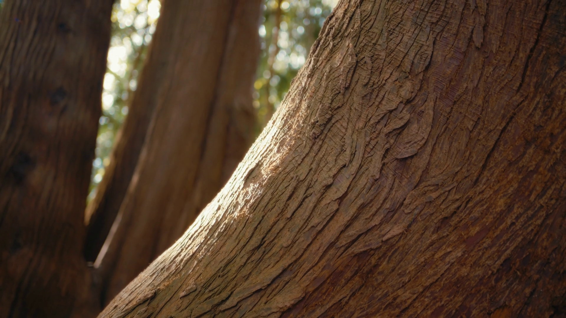 Close Up Details Of Old Tree Trunk In Forest Stock Footage SBV ...