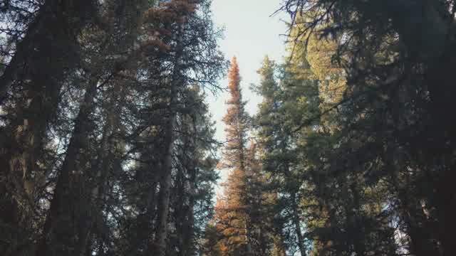 Trees Growing Stock Footage: Royalty-Free Video Clips - Storyblocks