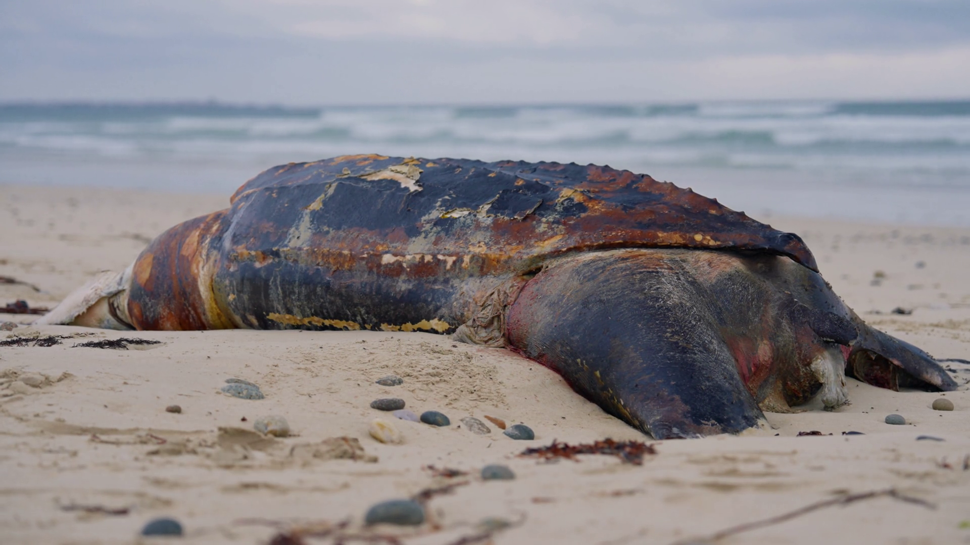 Big Dead Turtle At Beach Washed Out From Stock Footage SBV-349370445 ...