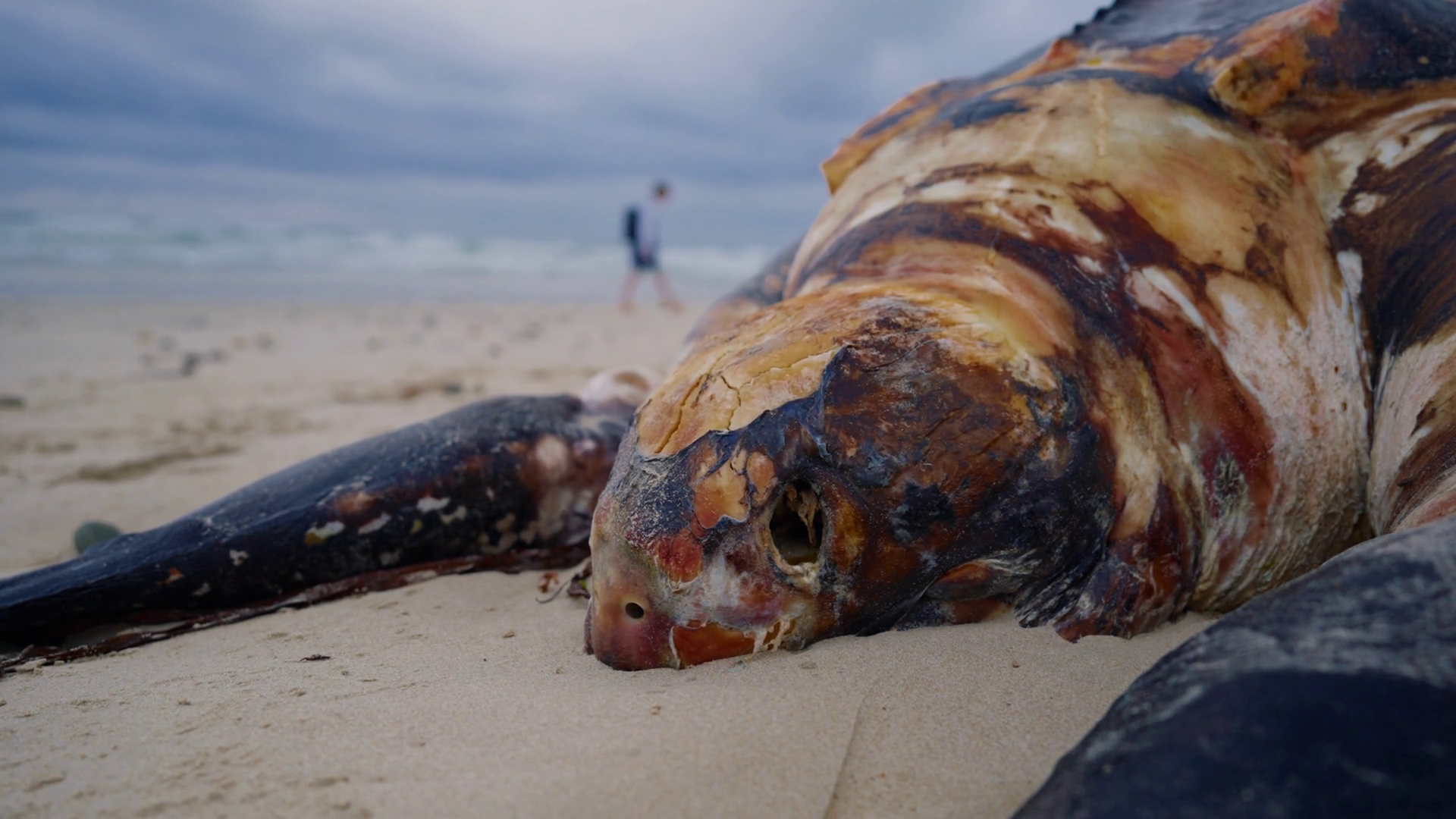 Closeup Of Big Dead Turtle At Beach Washed Stock Footage SBV-349370474 ...