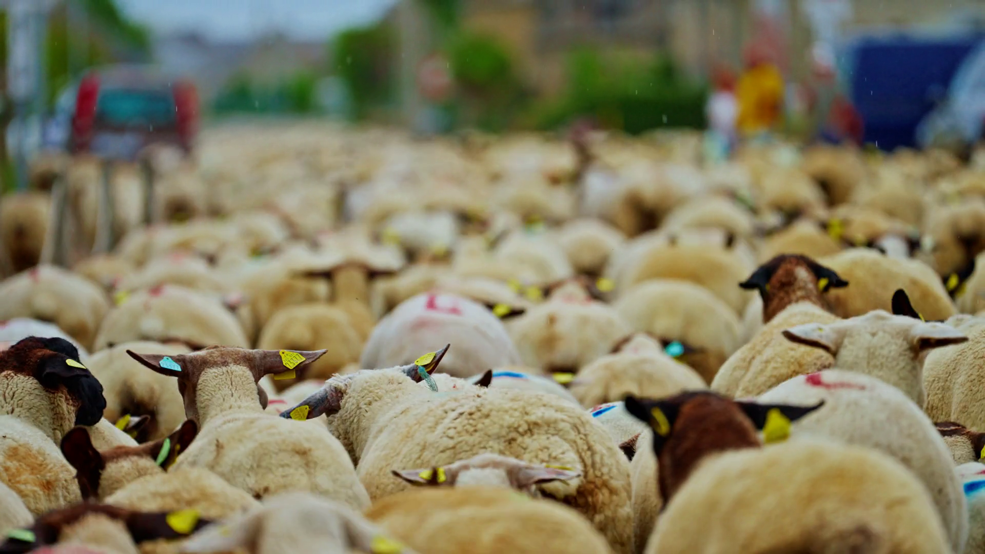 Sheep Herd Moving Narrow Residential Street Stock Footage SBV-351658633 ...