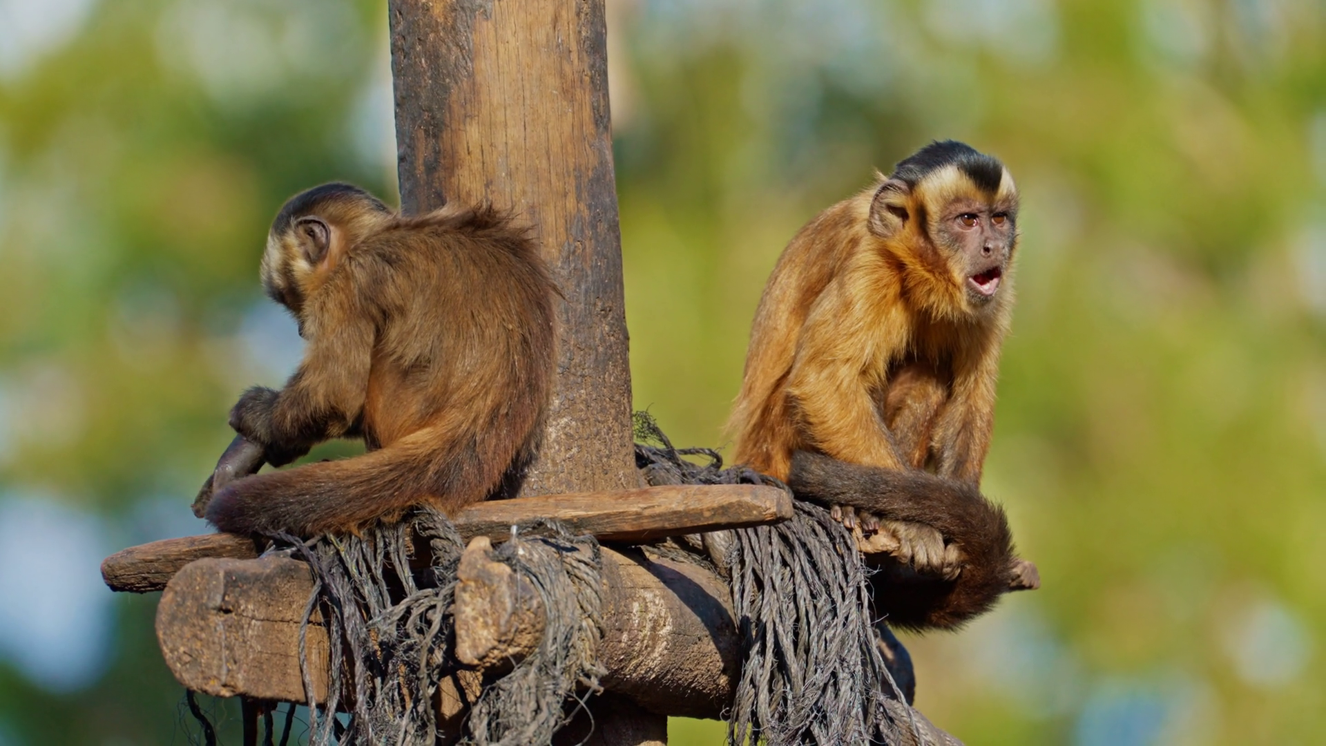Cute Little Monkey Couple Climbing Rope At Stock Footage SBV-351984463 ...