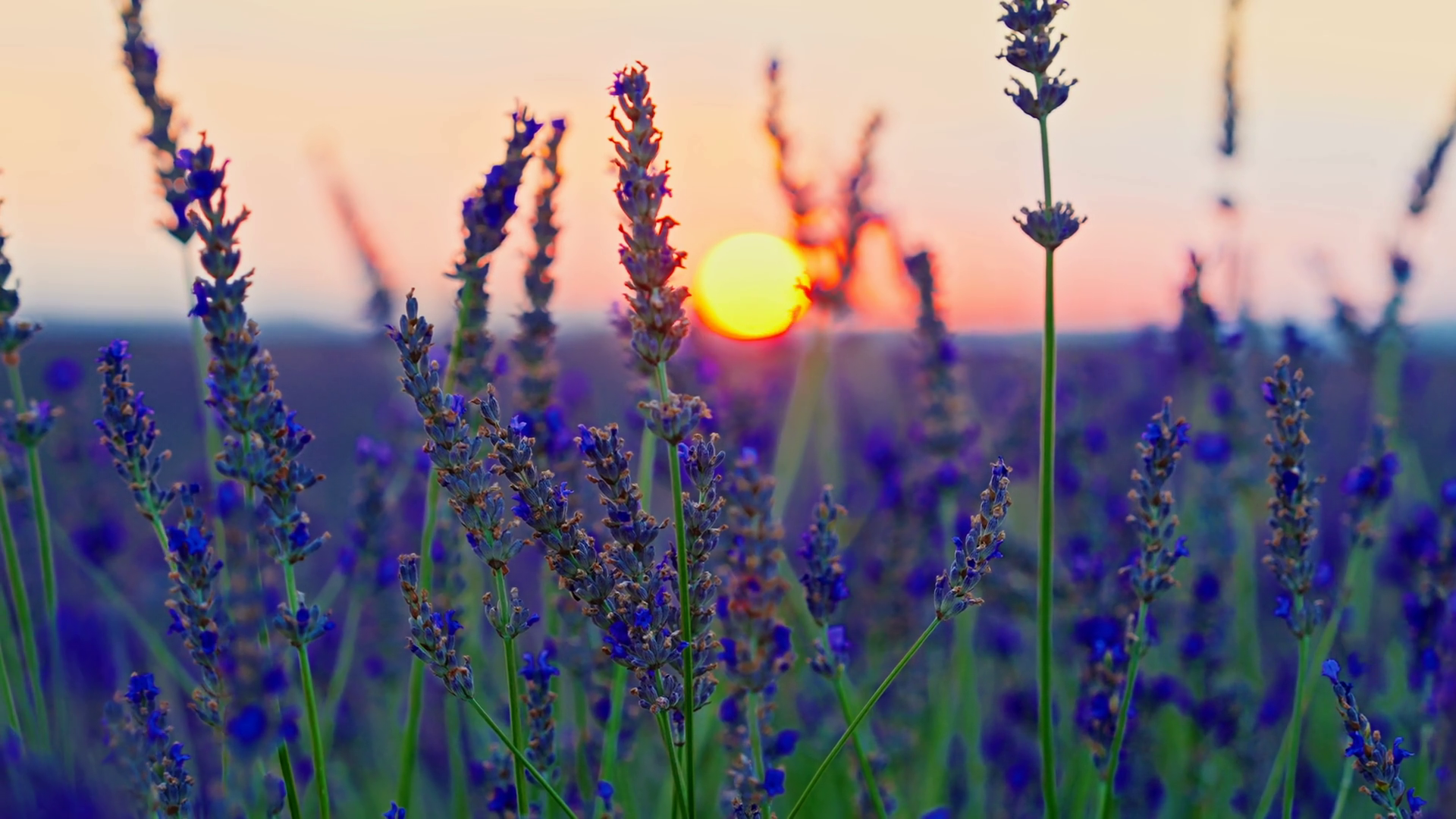 Field Of Lavender Purple Flowers At Sunset Stock Footage SBV-352832194 ...