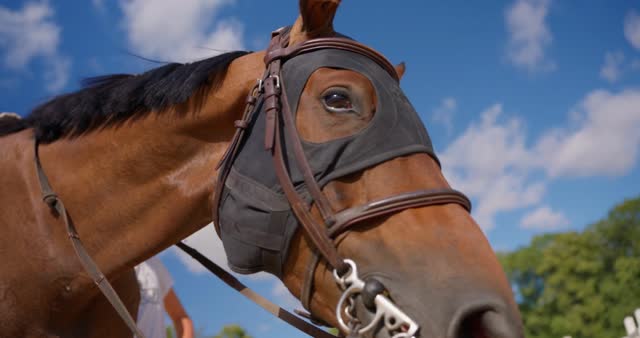 Face Riding Stock Footage: Royalty-Free Video Clips - Storyblocks