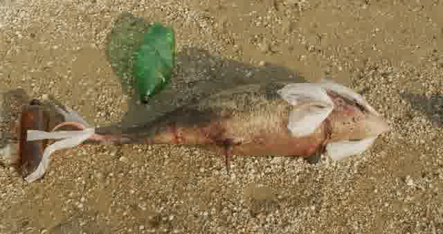 Dead Fish Stock Footage: Royalty-Free Video Clips - Storyblocks