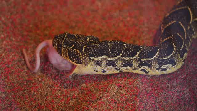 Snake Eats Stock Footage: Royalty-Free Video Clips - Storyblocks