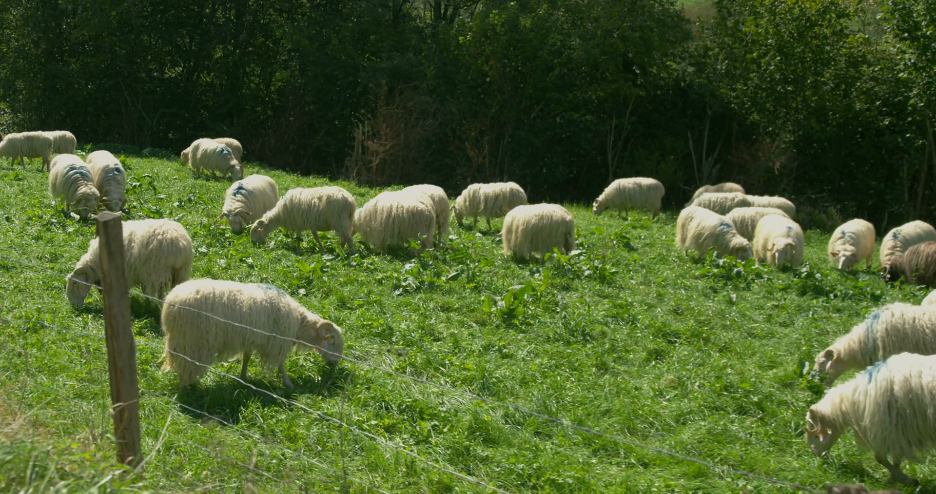 Moving Low Angle Shot Of Sheep Eating Grass Stock Footage SBV-352929006 ...