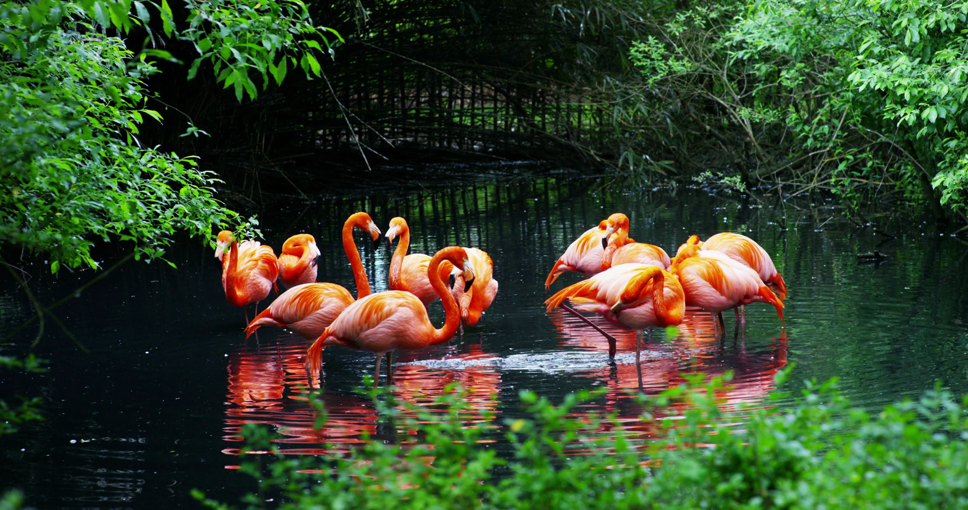 Exotic Pink Flamingo Are Walking In Natural Stock Footage SBV-348611019 ...