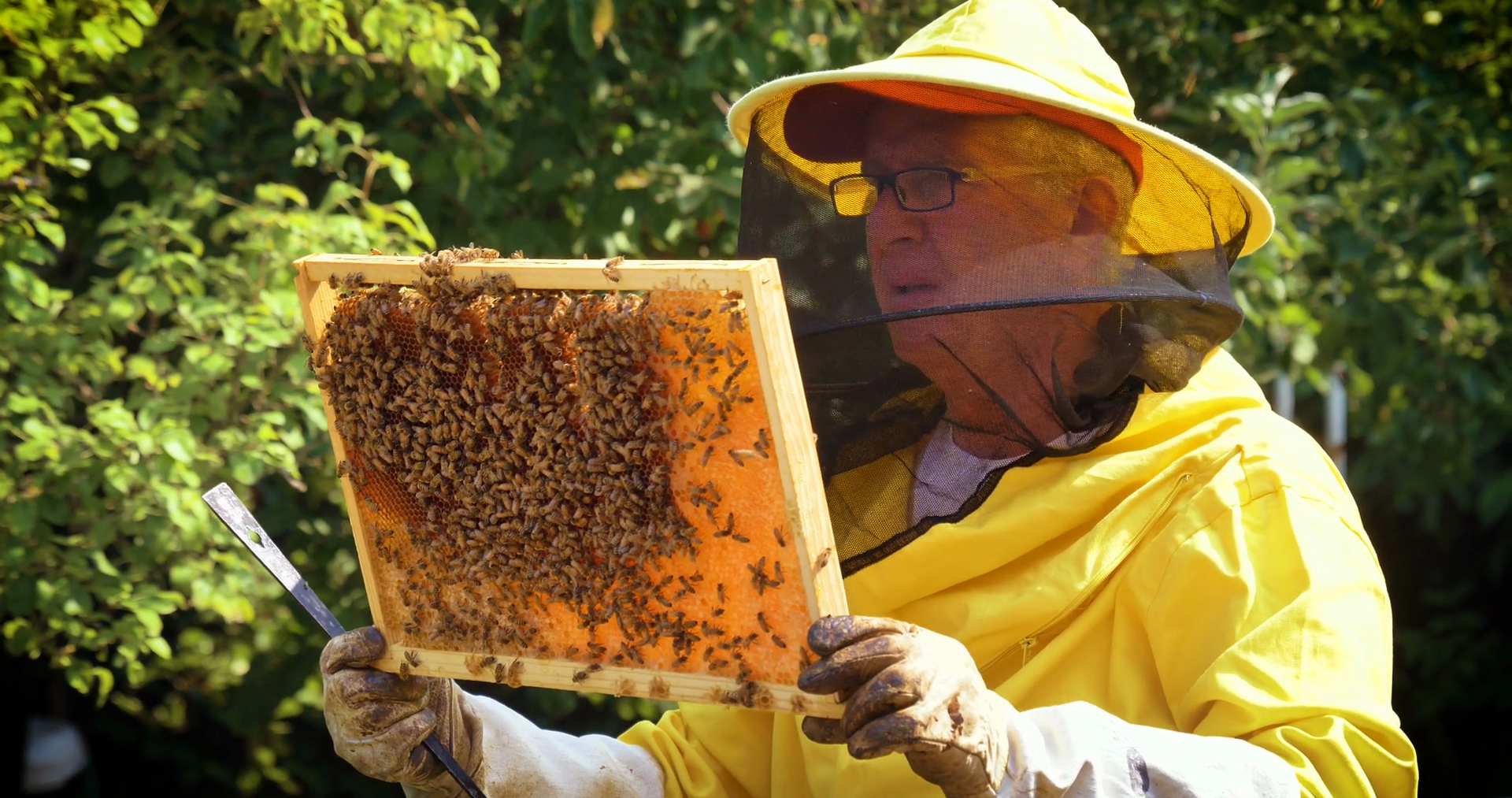 The Beekeeper Looks Bees Honeycombs Lot Of Stock Footage SBV-348918683 ...
