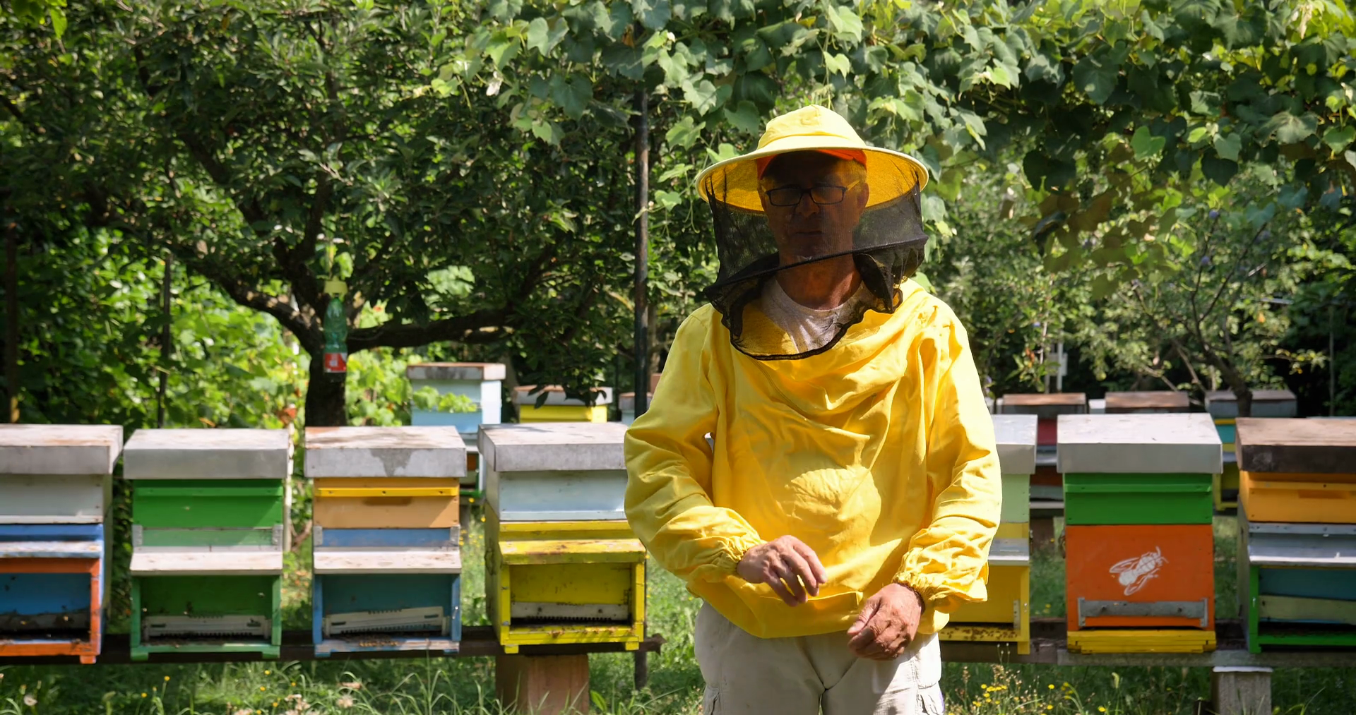 The Beekeeper Looks Bees Honeycomb In Stock Footage SBV-348918649 ...