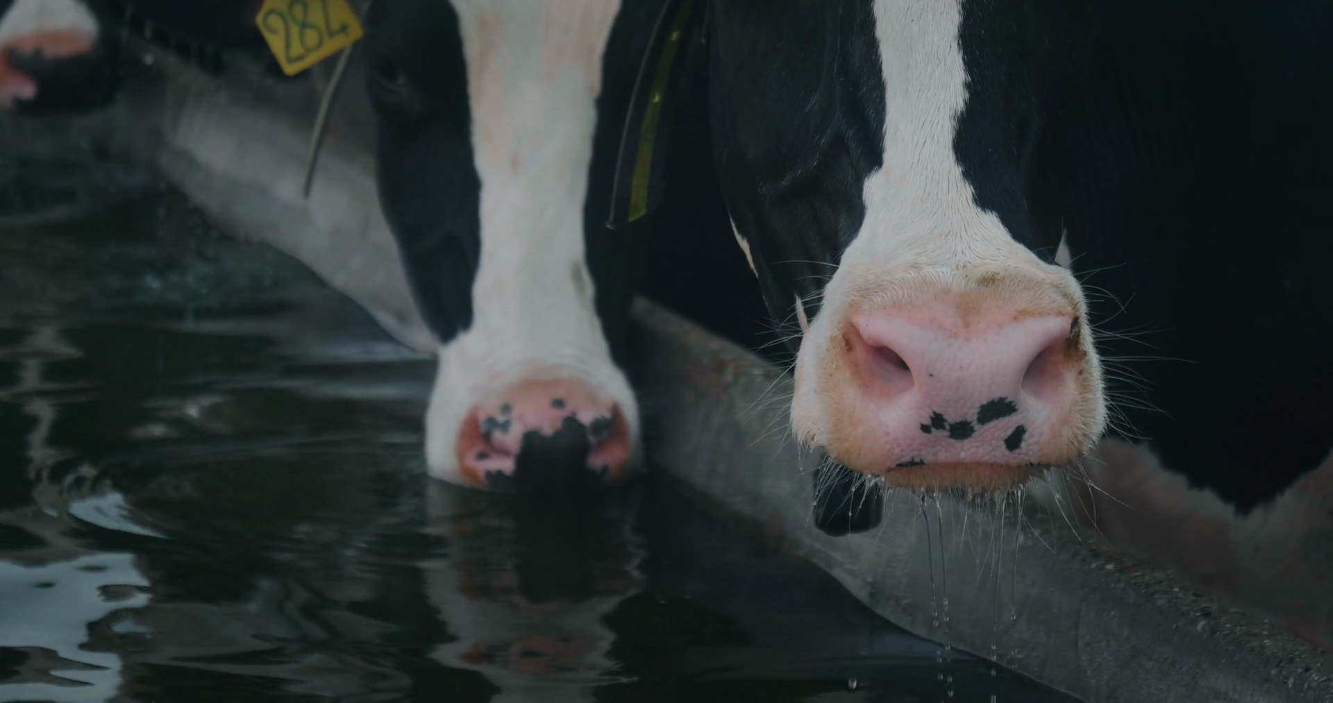 Slow Motion Of Ecologically Grown Cows Used Stock Footage SBV-348917986 ...
