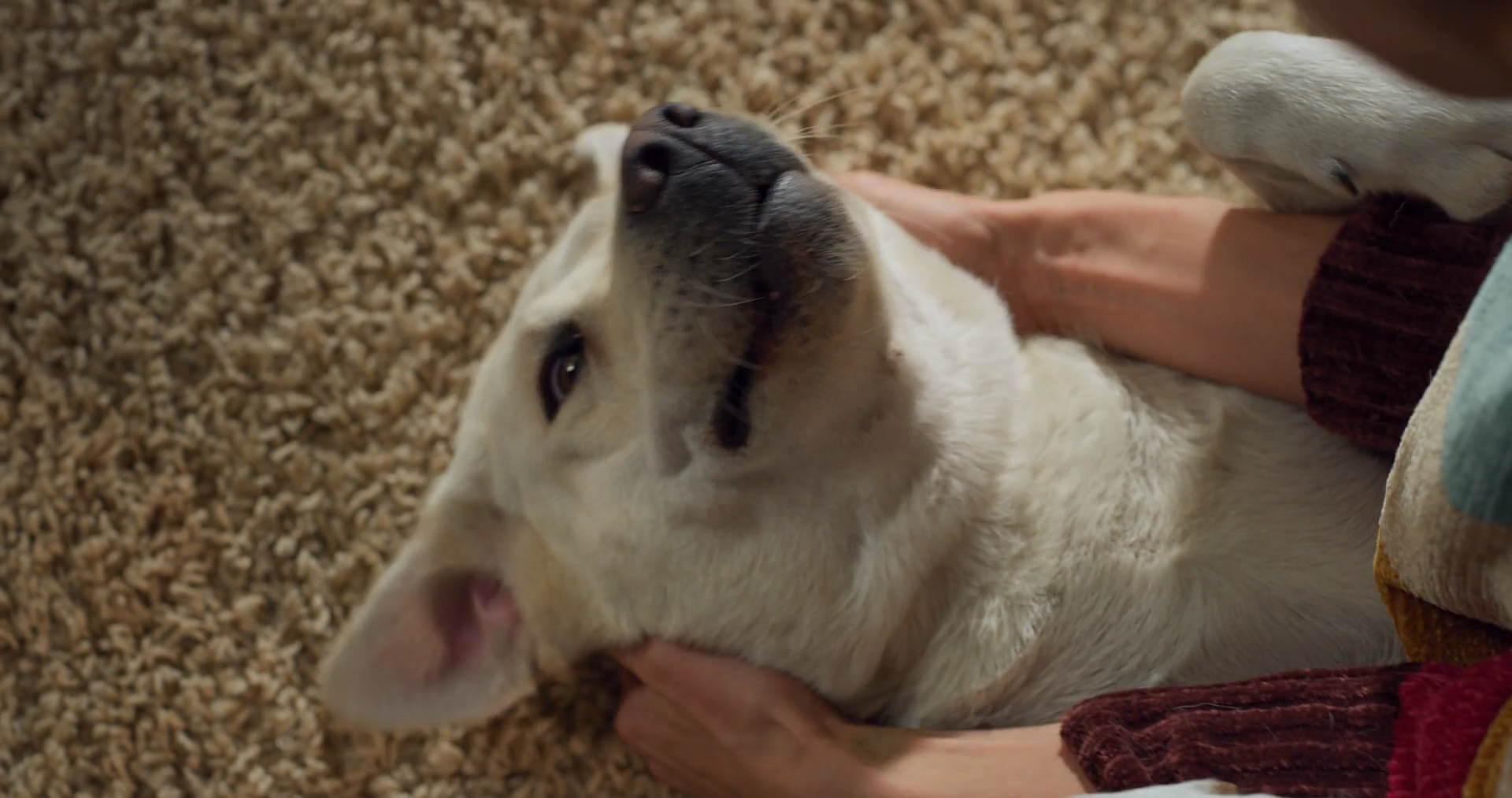 Labrador Retriever At Home Getting Pets Stock Footage SBV-348506199 ...
