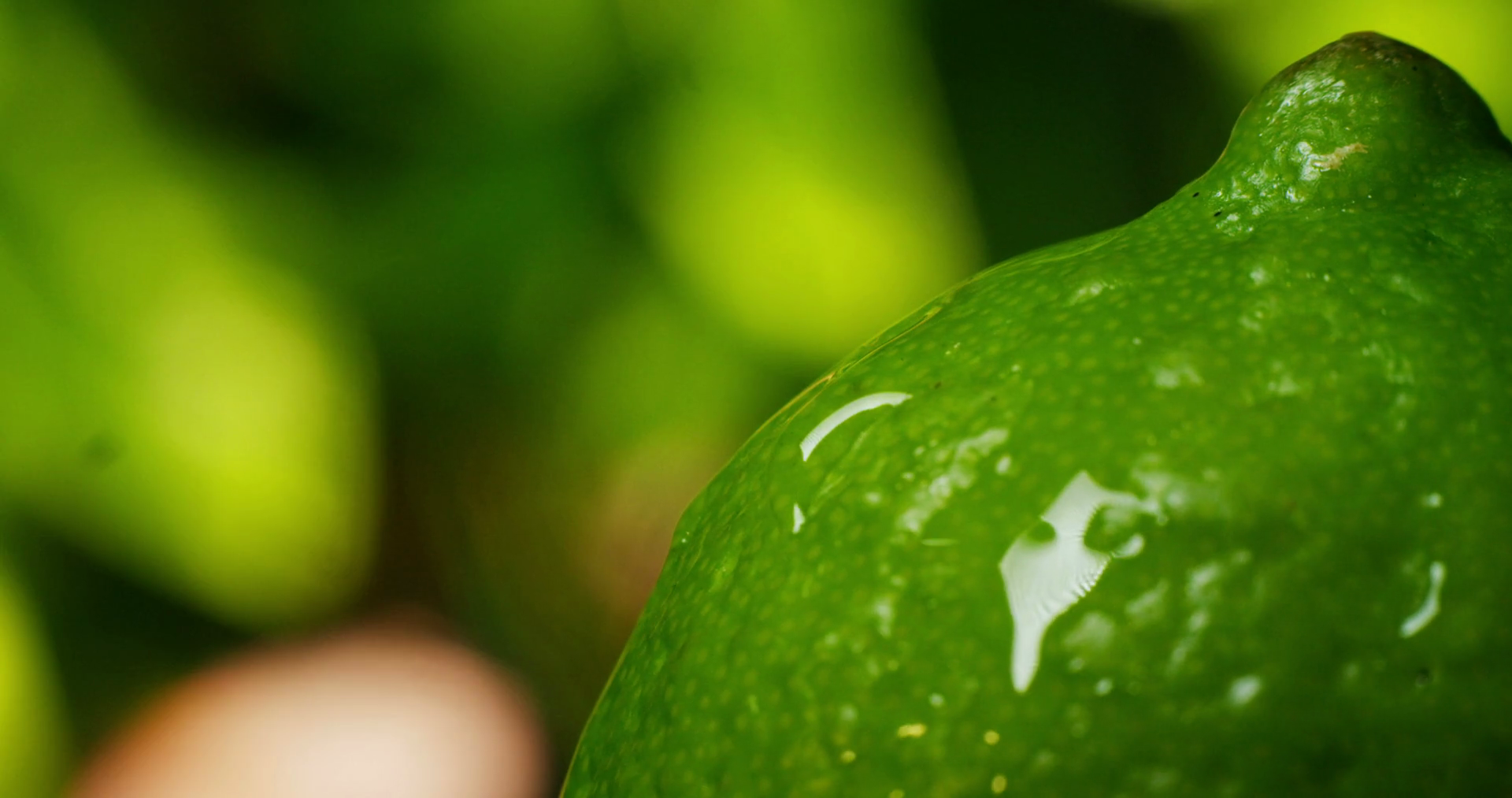 Very Close Detail Of Fresh Lime Macro Stock Footage SBV-348700311 ...