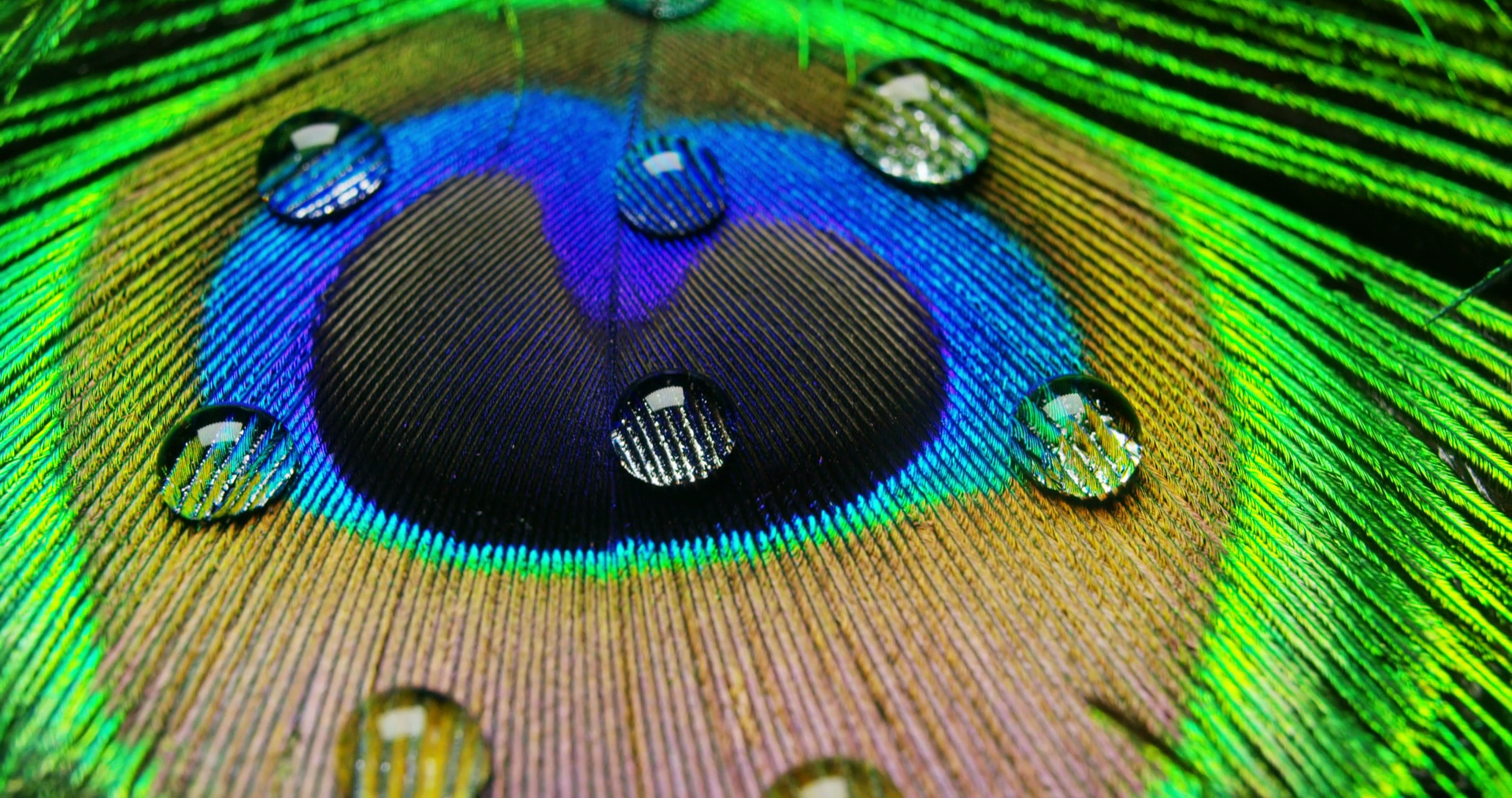 Close Up Macro Of Colorful Peacock Feather Stock Footage SBV-348993178 ...