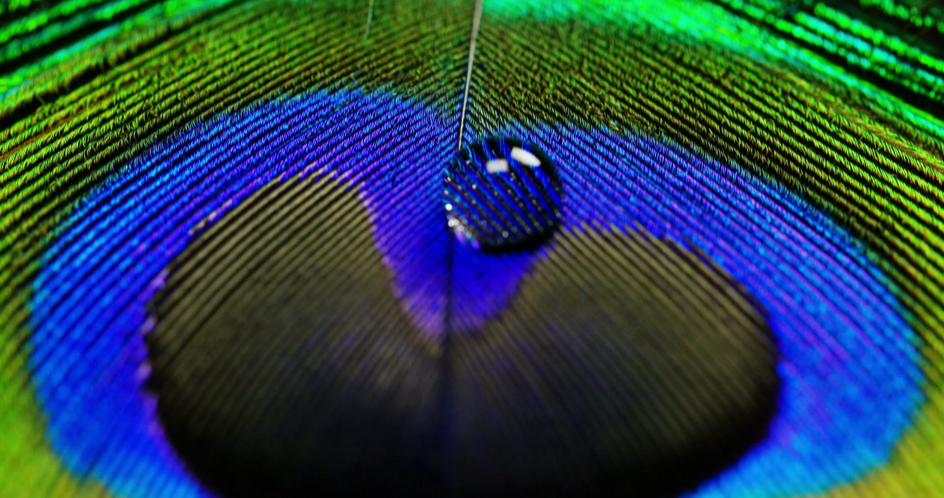Close Up Macro Of Colorful Peacock Feather Stock Footage SBV-348993180 ...