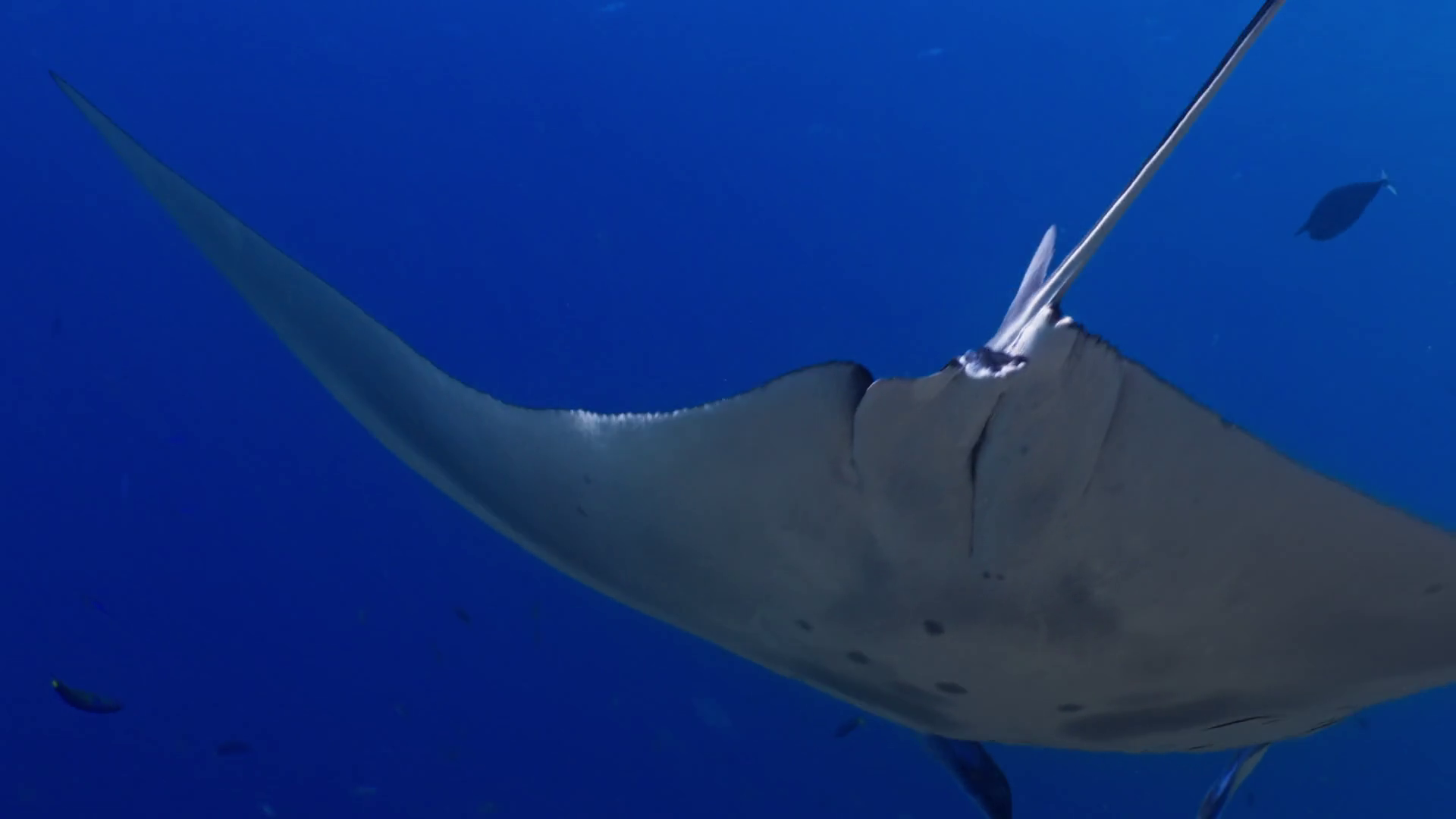 Huge Manta Ray Over Cleaning Station - Stock Footage SBV-353178037 ...