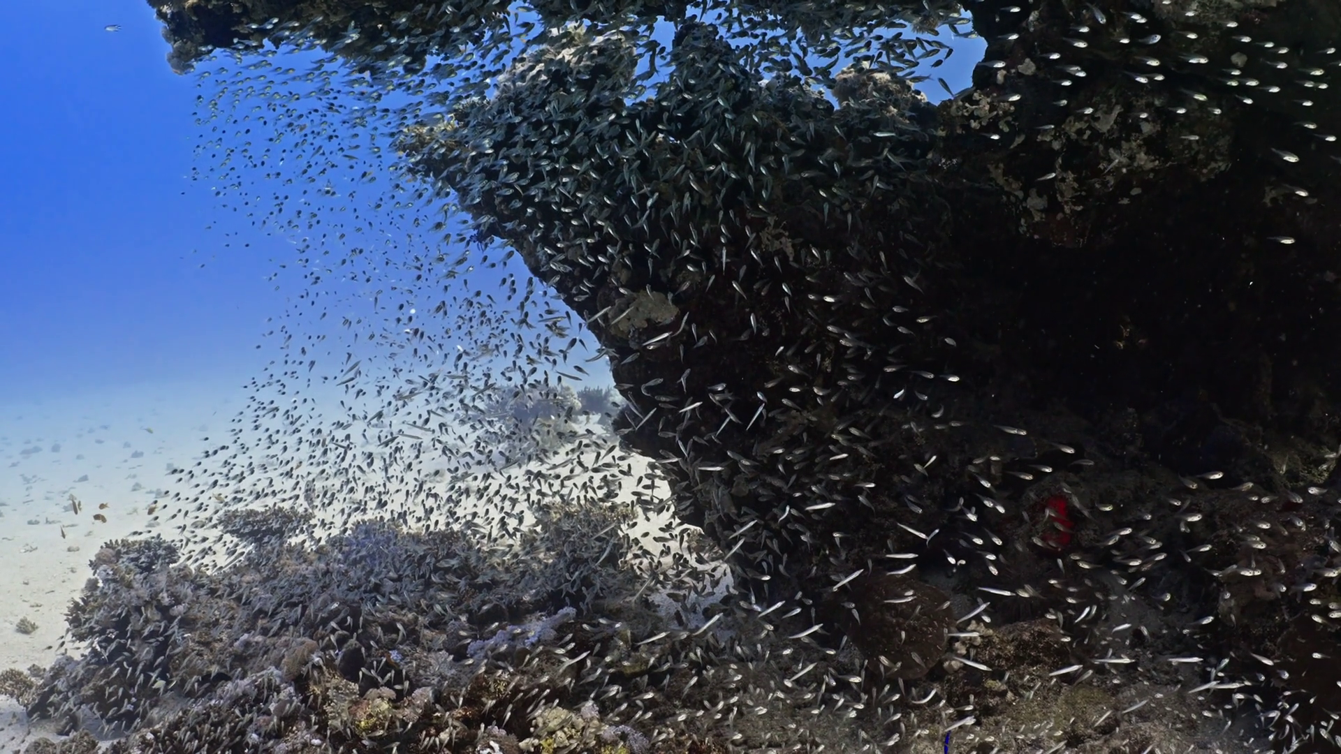 Shoal Of Glassfish In Coral Reef - Red Sea Stock Footage SBV-352868344 ...