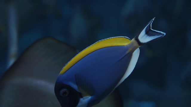 Fin Video Stock Footage: Royalty-Free Video Clips - Storyblocks