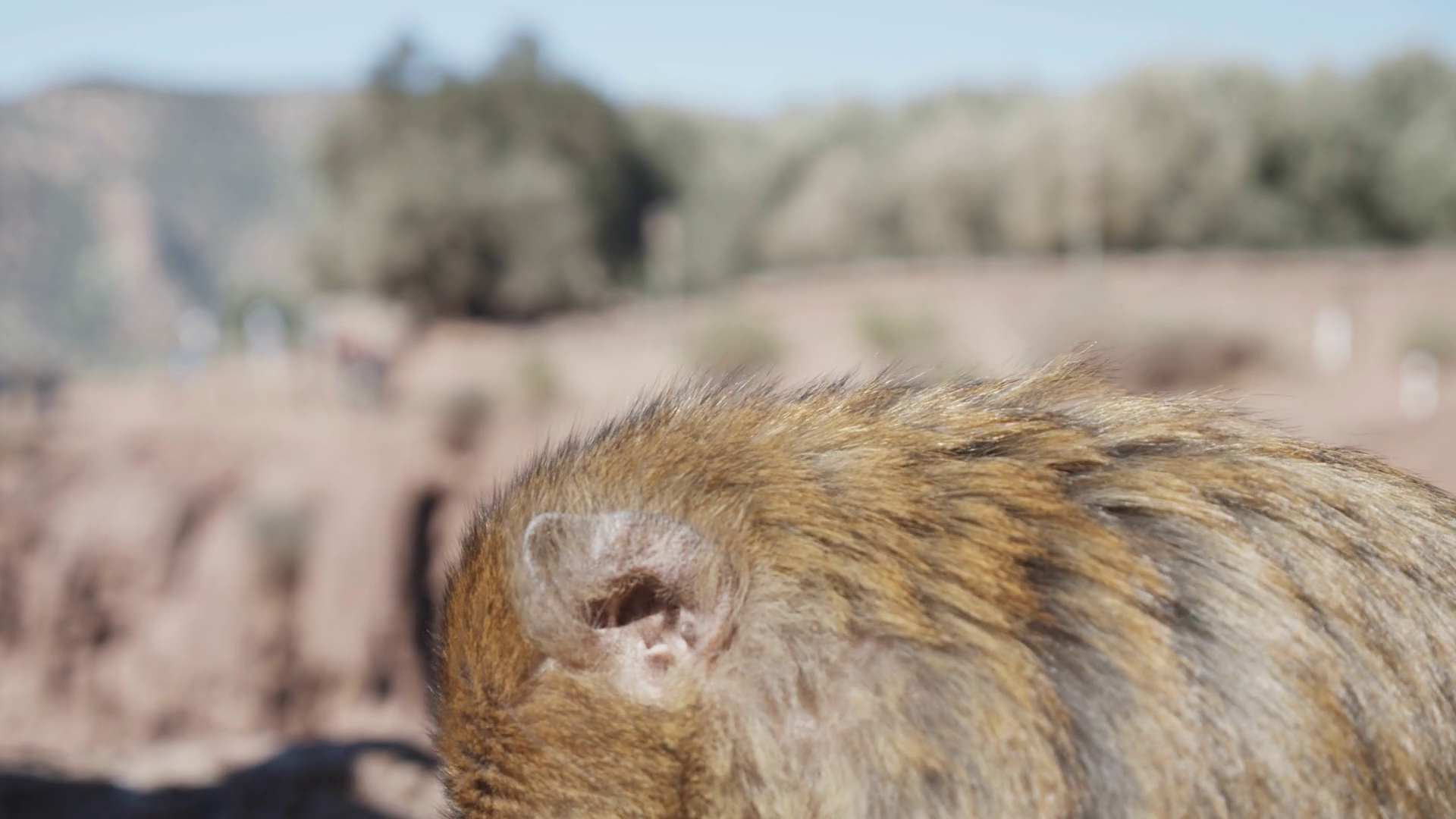Side View Of Eating Monkey Animal Chews Food Stock Footage SBV ...