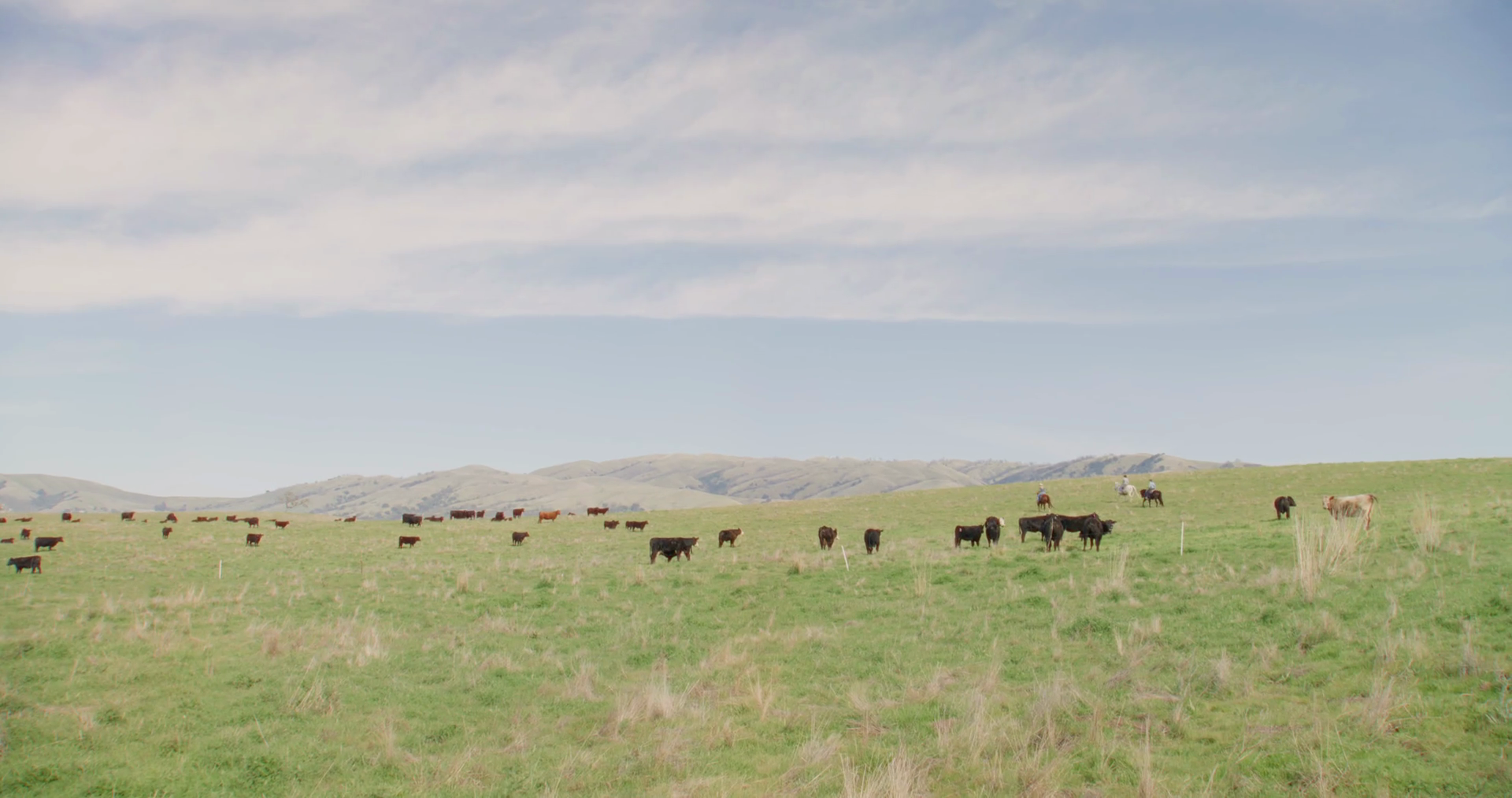 Wide Shot Of Livestock Grazing In Corral De Stock Footage SBV-351861797 ...