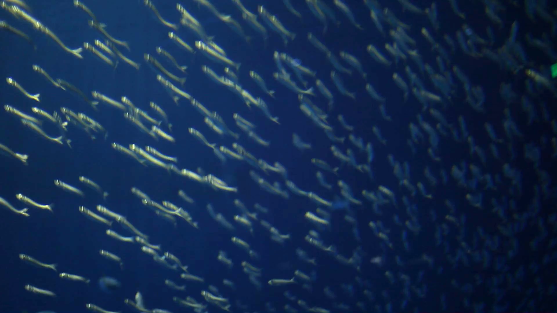 A Large School Of Fish Swimming In Unison In Stock Footage SBV ...