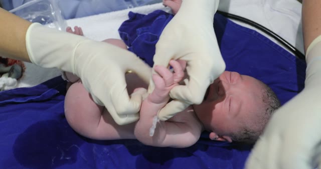 Giving Birth Delivery Animal Stock Footage: Royalty-Free Video Clips ...