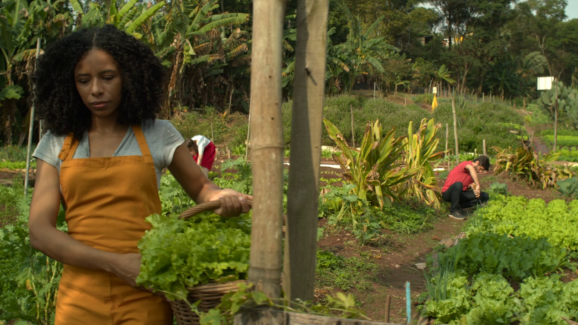 Collective Cultivation: Urban Farmers Stock Footage SBV-348402619 ...
