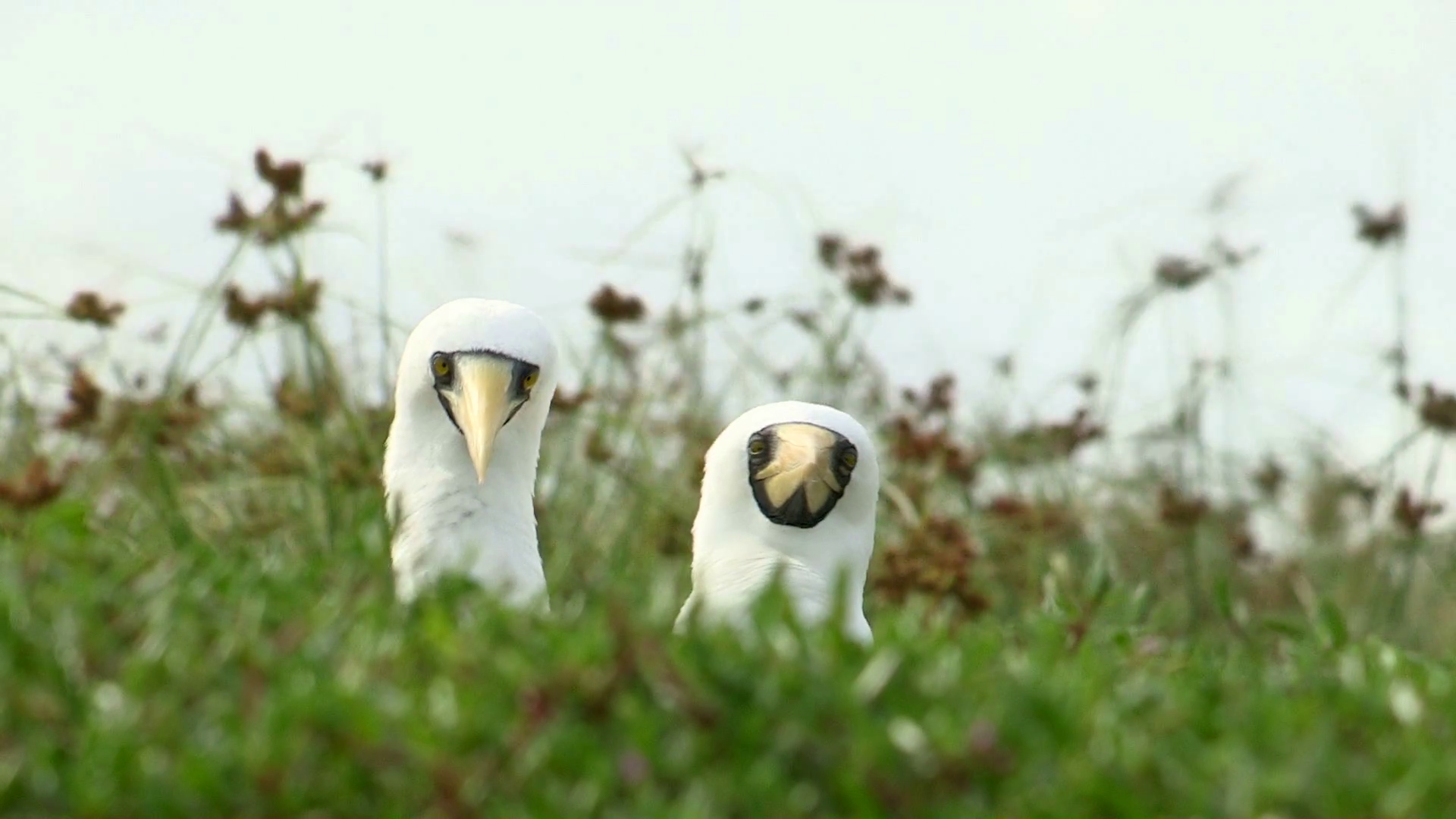 Wild Birds Together In Wild Wild Animal Stock Footage SBV-348436159 ...