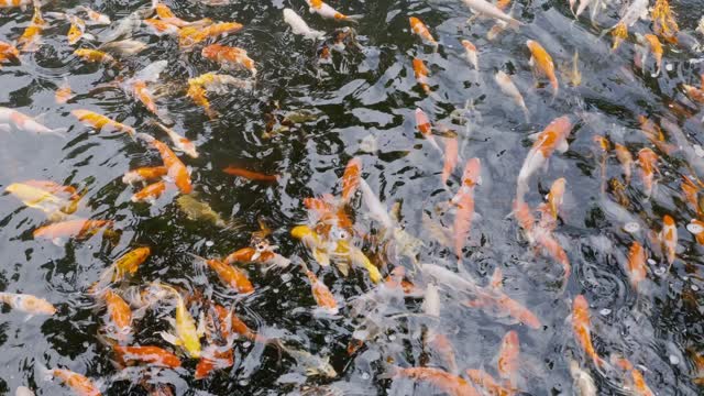Japan Fish Stock Footage: Royalty-Free Video Clips - Storyblocks
