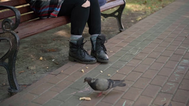 Homeless Birds Stock Footage: Royalty-Free Video Clips - Storyblocks