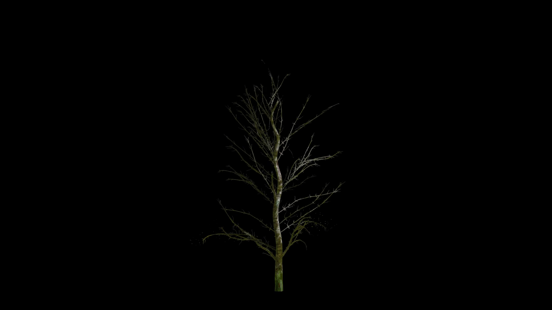 A Growing Tree Animation On Plant World 3 Stock Motion Graphics SBV ...